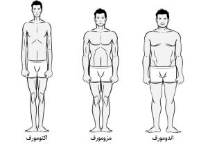 bodytypes